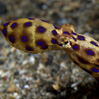 个性唯美海洋生物头像,海洋奇妙海底生物图片